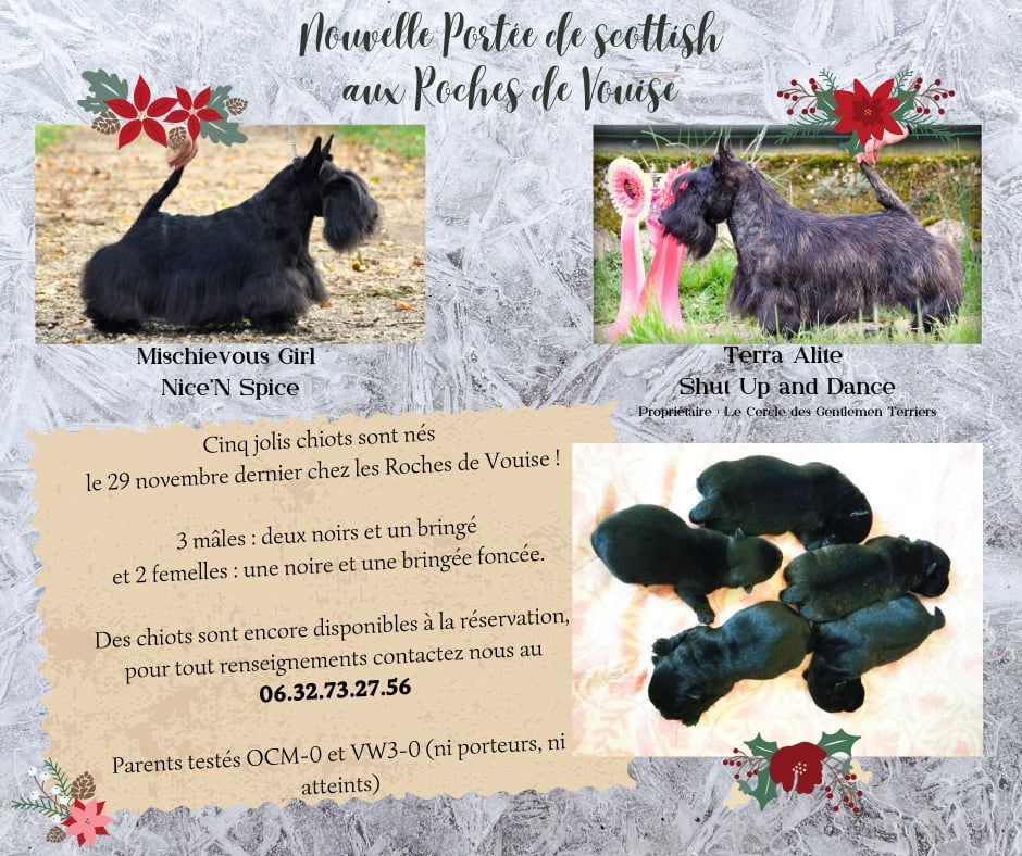 chiot Scottish Terrier Des roches de vouise