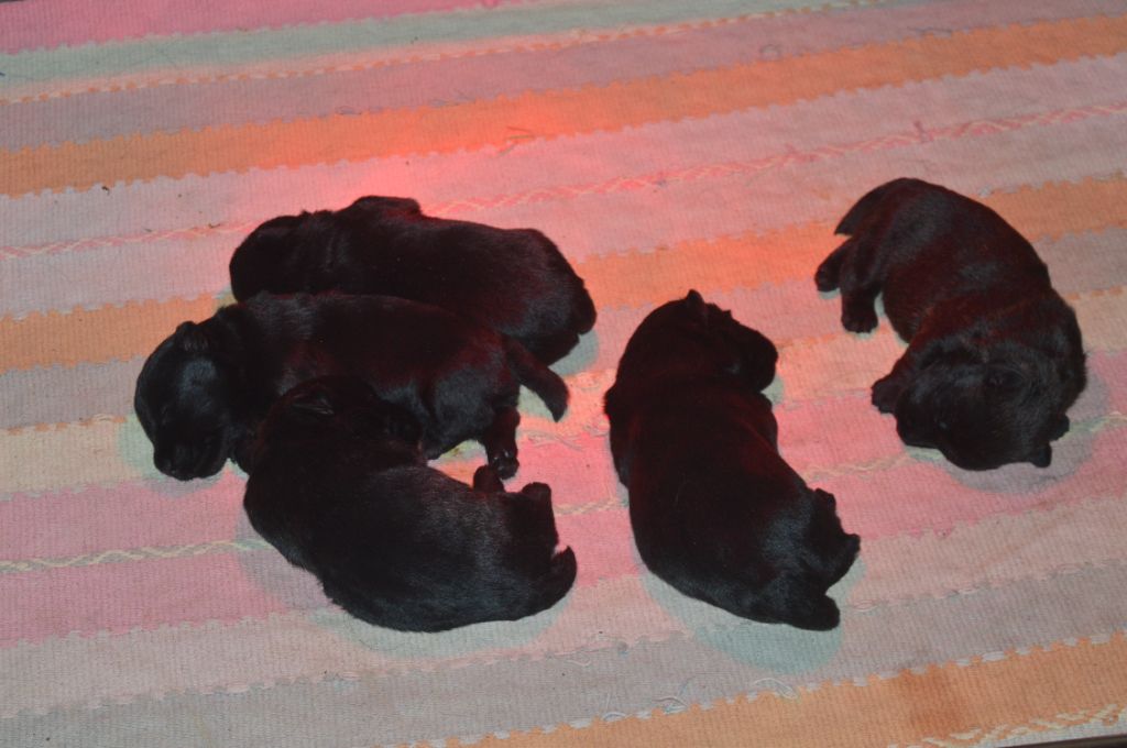 Des roches de vouise - Chiot disponible  - Scottish Terrier