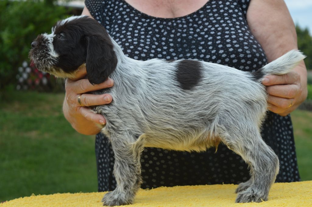 Des roches de vouise - Chiots disponibles - Griffon d'arrêt à poil dur Korthals