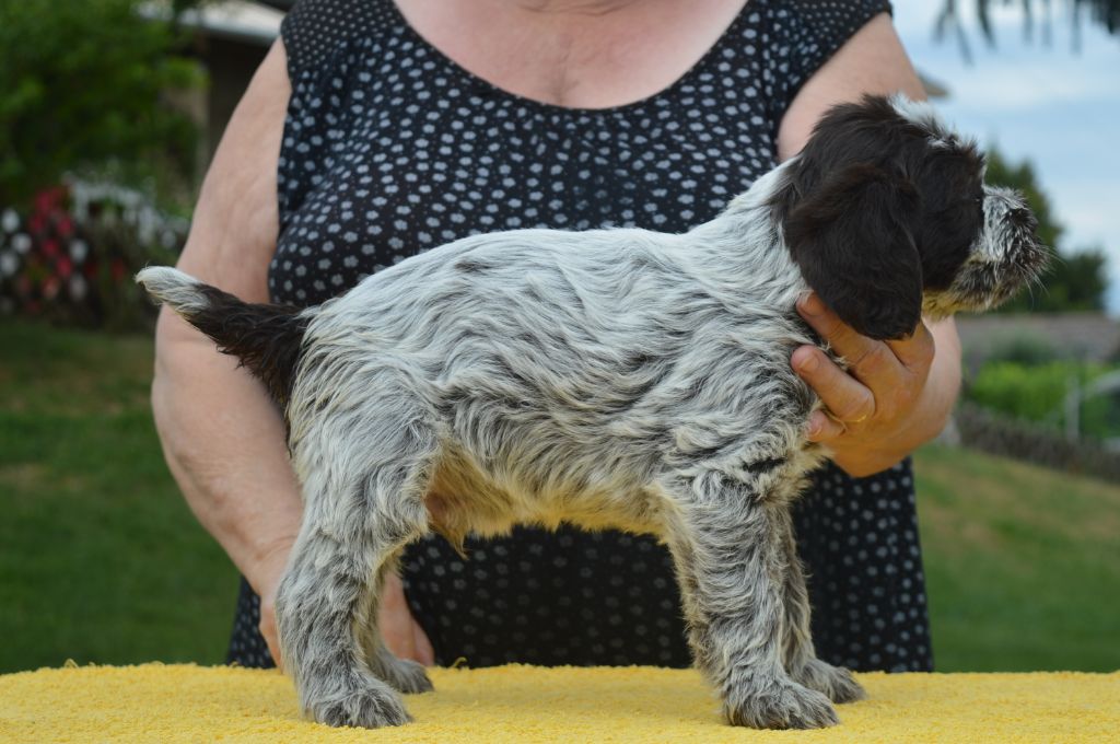 Des roches de vouise - Chiots disponibles - Griffon d'arrêt à poil dur Korthals