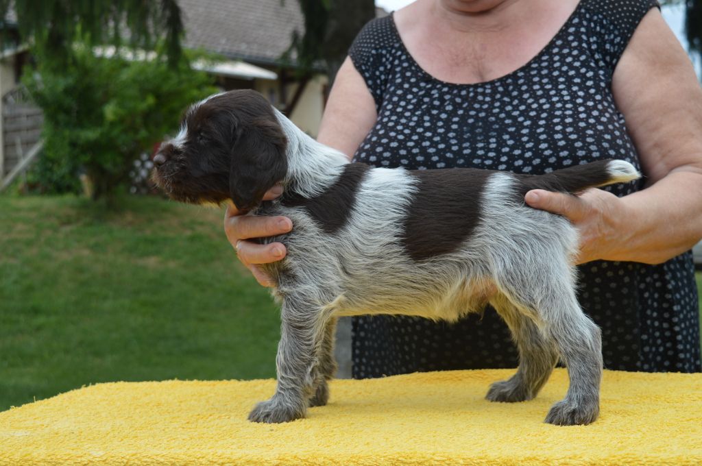 Des roches de vouise - Chiots disponibles - Griffon d'arrêt à poil dur Korthals