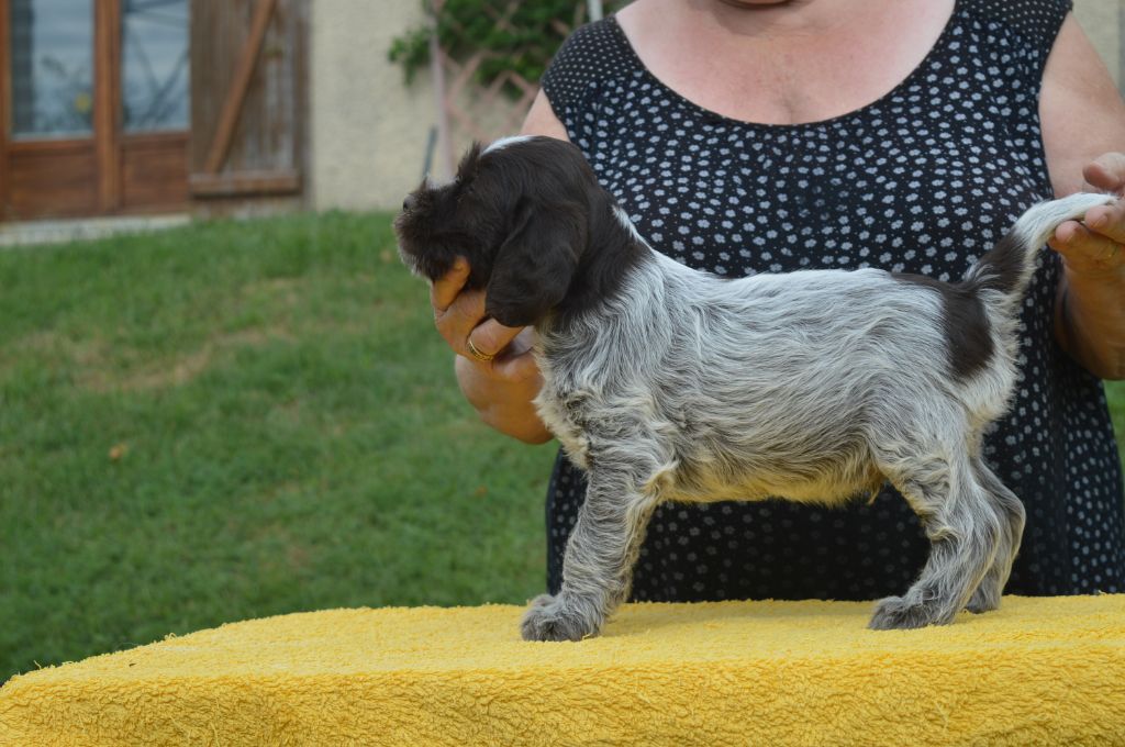 Des roches de vouise - Chiots disponibles - Griffon d'arrêt à poil dur Korthals