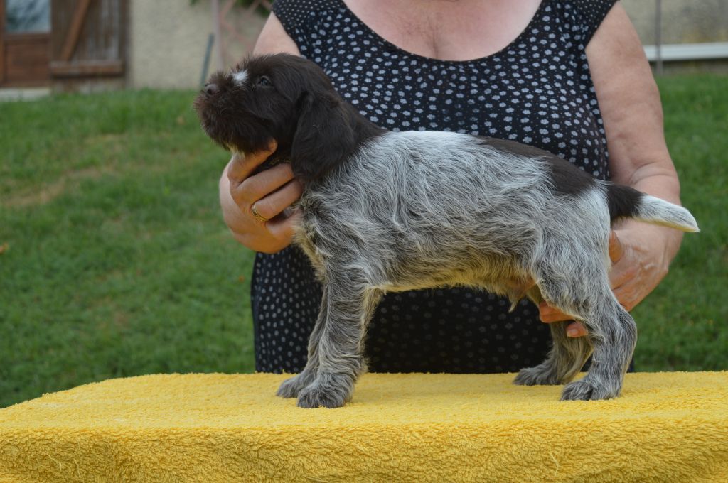 Des roches de vouise - Chiots disponibles - Griffon d'arrêt à poil dur Korthals