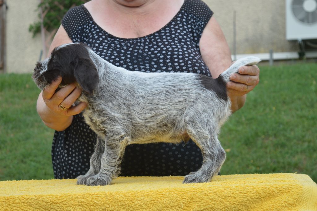 Des roches de vouise - Chiots disponibles - Griffon d'arrêt à poil dur Korthals